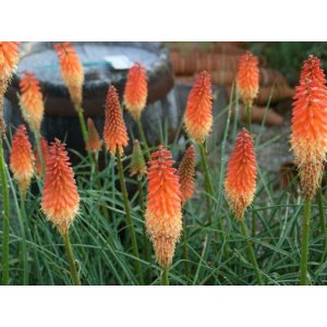  Fakľovka (Kniphofia) ´ALCAZAR´ kont. C1L